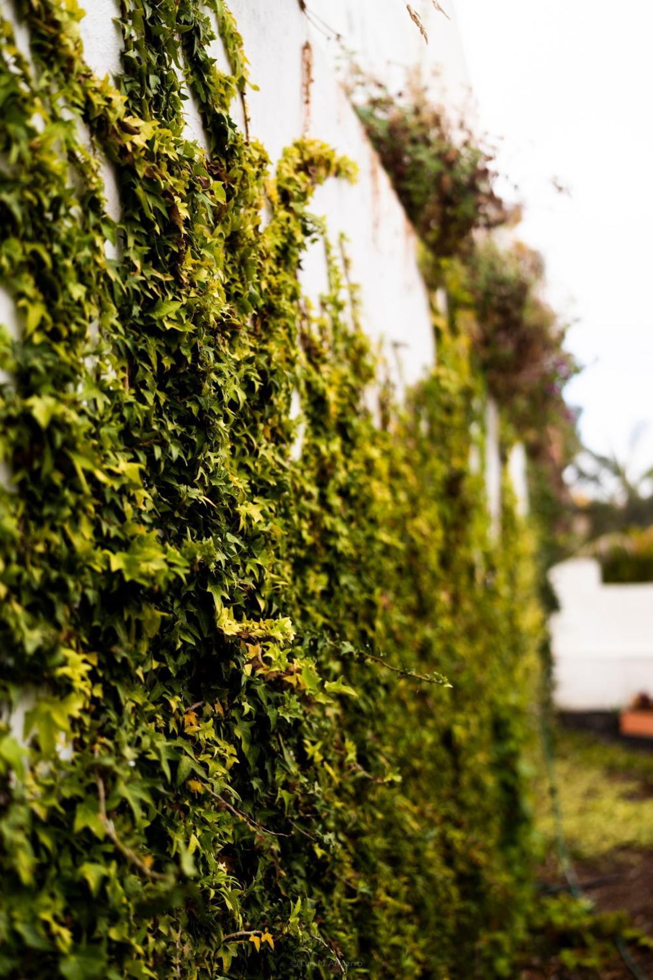 Villa Laurisilva Sauzal Exterior foto